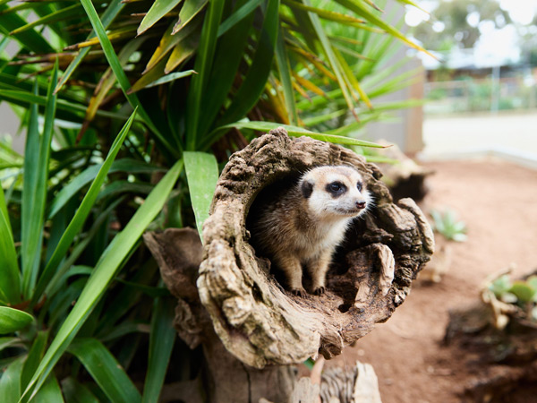 a meerkat at Ballarat Wildlife Park