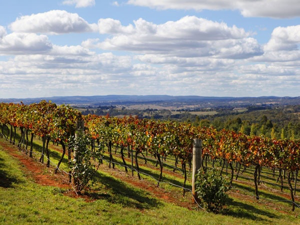 a scenic vineyard at Borrodell Estate