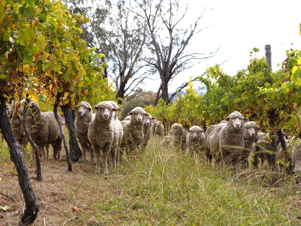 a flock of sheep at Cargo Road Wines