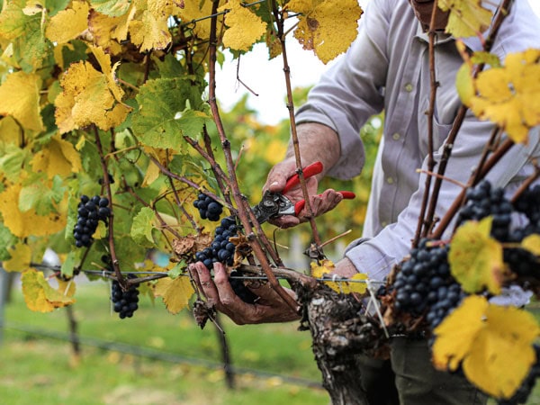 harvesting grapes at Colmar Estate, Orange