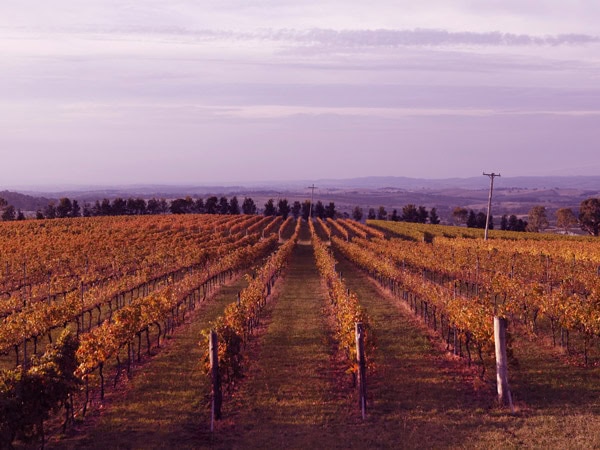 the rustic vineyard landscape at De Salis Wines