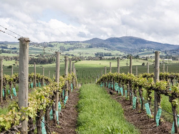 a scenic vineyard setting at HOOSEGG, Orange