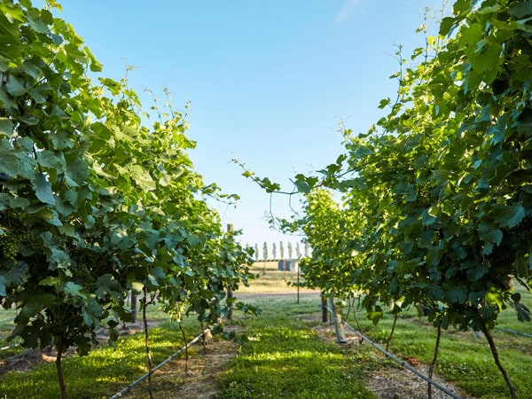 the grape vines at Heifer Station Wines