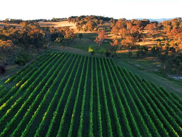 an aerial view of the vineyard at Mortimer’s Wines