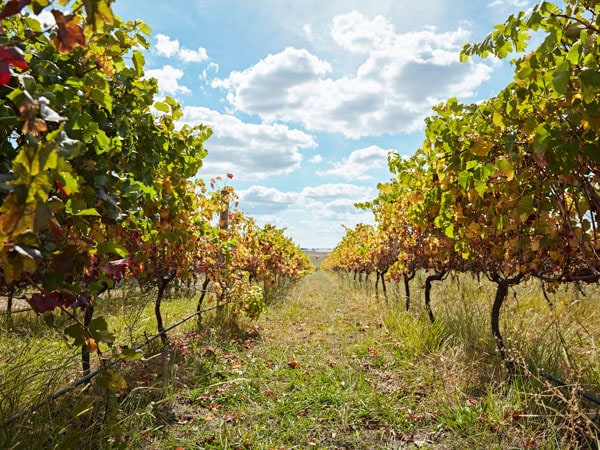 the verdant vineyard setting at Ross Hill Wines 