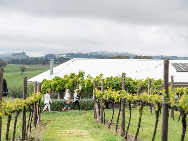 the grape vines growing in the vineyard at Swinging Bridge Wines