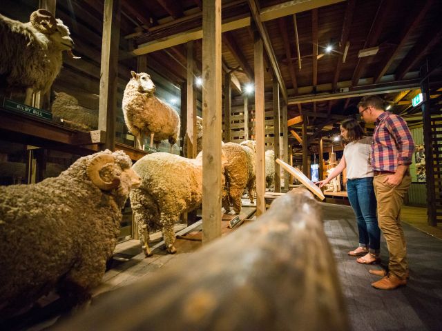 a flock of sheep inside the National Wool Museum, Geelong