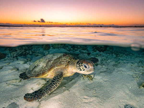 a sea turtle swimming at sunset on Lady Elliot Island, Great Barrier Reef