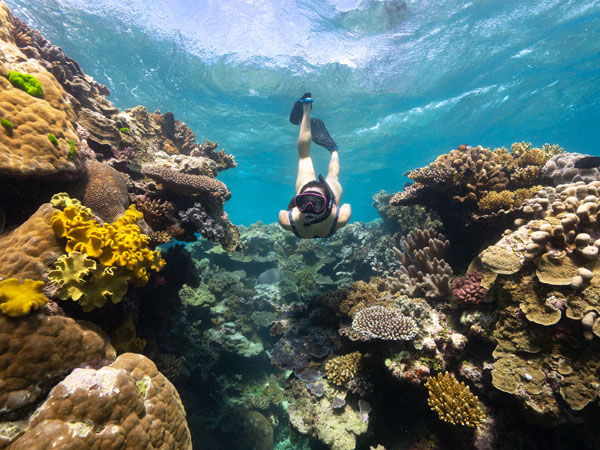 a woman diving at Milln Reef, Great Barrier Reef