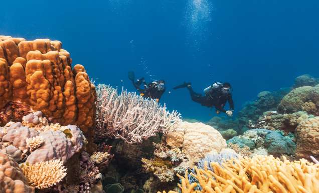 where to dive and snorkel Great Barrier Reef