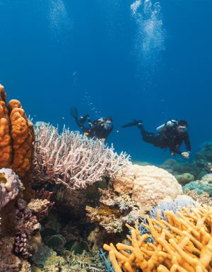 where to dive and snorkel Great Barrier Reef