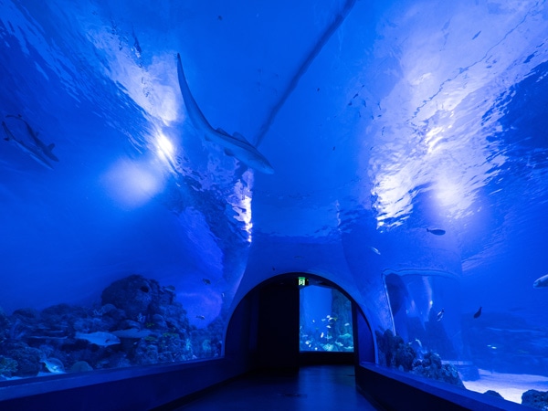 a look inside the Cairns Aquarium