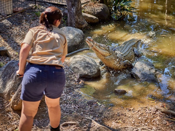 a ranger pole feeding a crocodile during a crocodile feeding presentation, Hartley's Crocodile Adventures