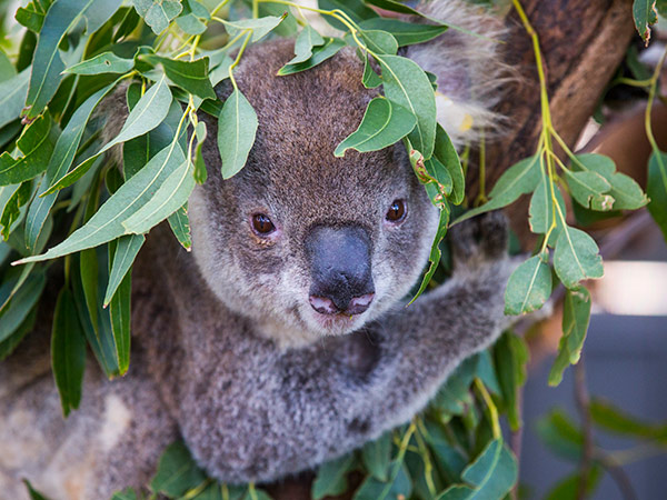 Koala Hospital in Port Macquarie