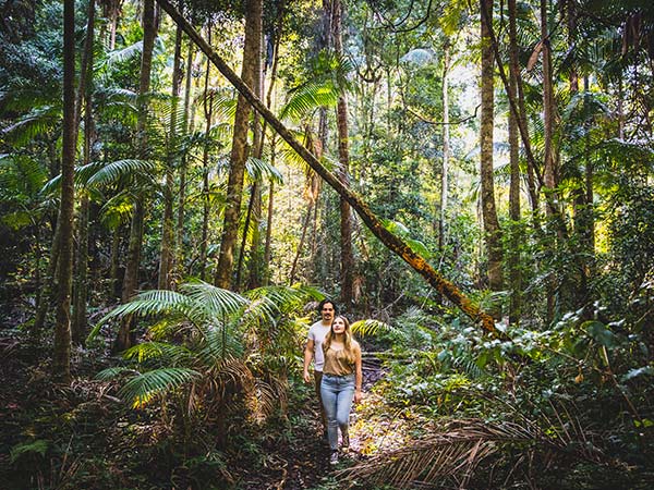 Old Bottlebut Walking Track