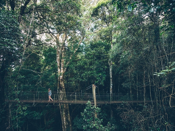 O'Reilly's Tree Top Walk