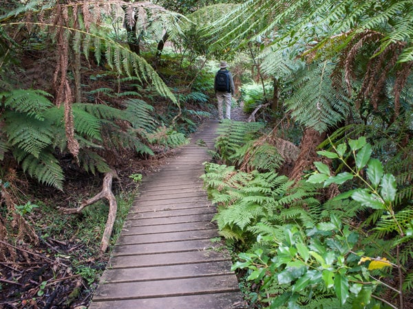 lush greenery along the East Rim Wildflower Walking track