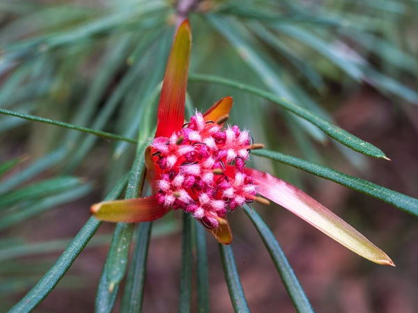 a close-up shot of a pink flower at East Rim Wildflower Walking track