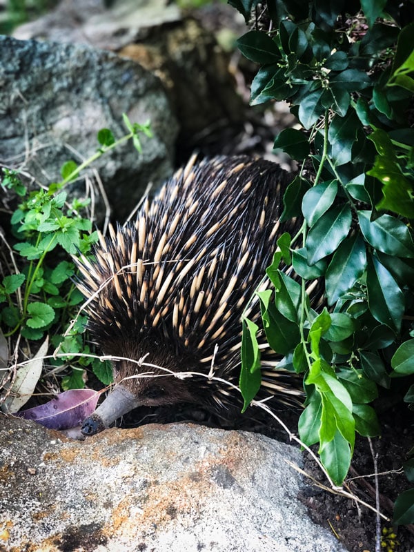an echidna hiding in the leaves