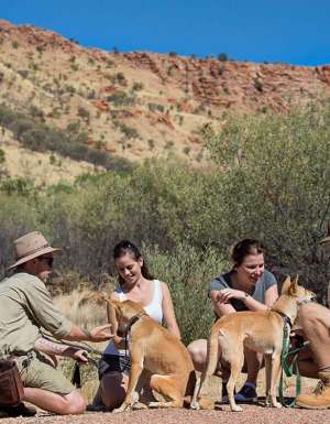 Dingo encounter