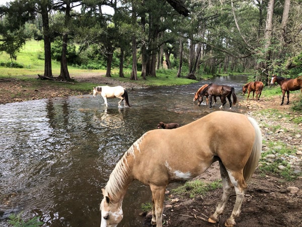 horses drinking by the stream in Kangaroo Valley