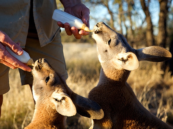 Kangaroo Sanctuary