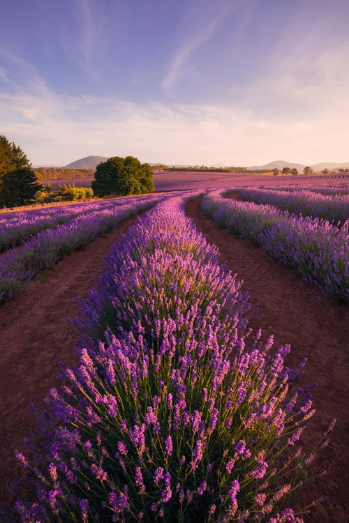 The picturesque lavender fields at Bridestowe Lavender Estate
