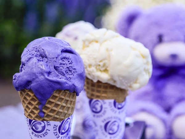 lavender ice cream at Bridestowe Lavender Estate