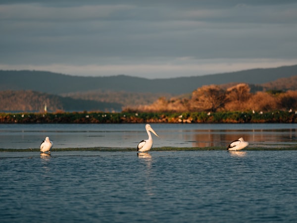Pelicans on the lake in Mallacoota