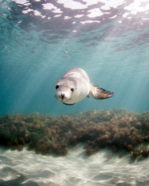 The playful sea lions of Baird Bay