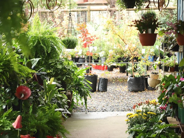 potted plants inside The Village Green Nursery