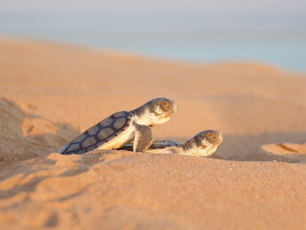 Baby turtles on Sea Darwin Turtle Tracks tour