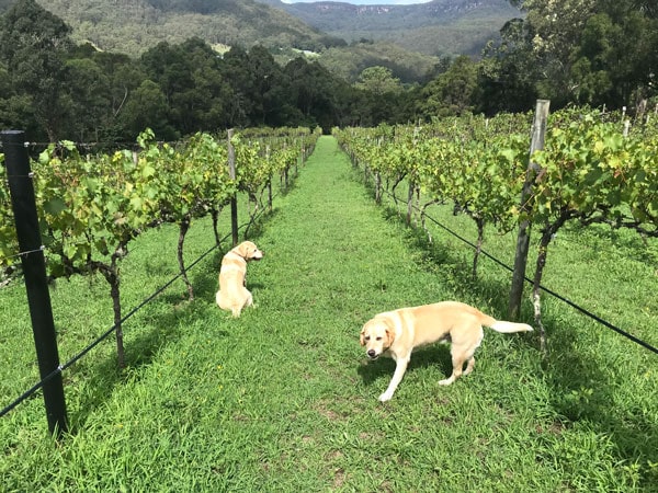 dogs wandering around Yarrawa Estate Vineyard