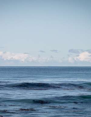 Rosie Hastie - dolphins in the ocean