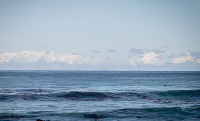 Rosie Hastie - dolphins in the ocean