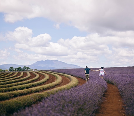 Bridestowe Lavender Estate, Tasmania