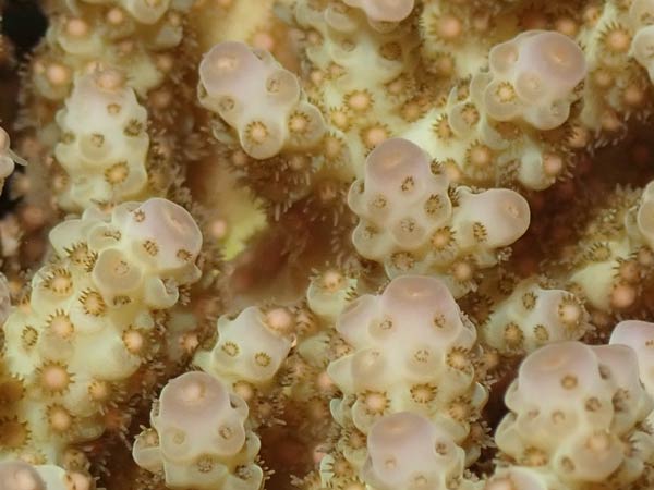 Close up shot of coral ready to release on the Great Barrier Reef