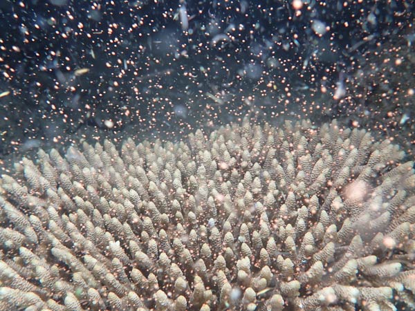 Flynn Reef erupts Flynn Reef erupts in an explosion of pink as corals begin their annual spawning on the Great Barrier Reef