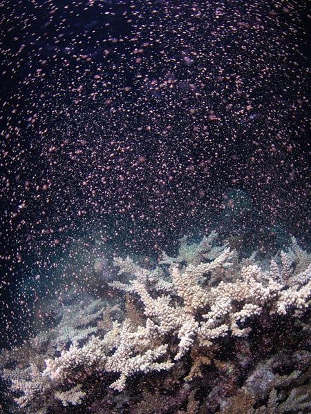 Underwater view of coral spawning on the Great Barrier Reef