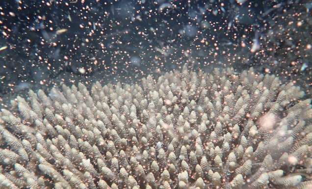The annual coral spawning on the Great Barrier Reef at Flynn Reef