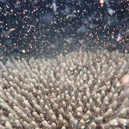 The annual coral spawning on the Great Barrier Reef at Flynn Reef