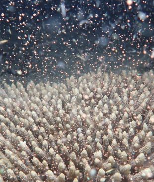 <p><i>Coral spawning</i> in the <strong>Great Barrier Reef</strong></p>
