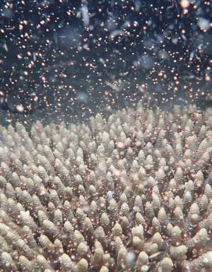 The annual coral spawning on the Great Barrier Reef at Flynn Reef