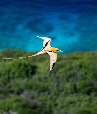 <p><i>The best walks and wildlife experiences</i> on <strong>Christmas Island</strong></p>
