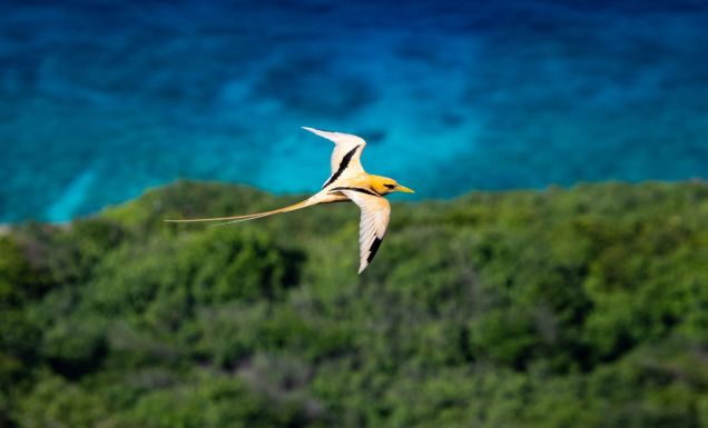 Golden Bosun in flight over Christmas Island
