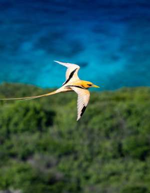 Golden Bosun in flight over Christmas Island