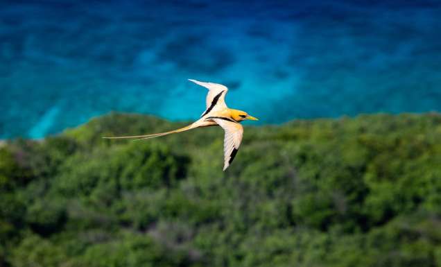 Golden Bosun in flight over Christmas Island