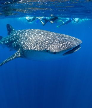 <p><i>The best snorkelling and diving sites around</i> <strong>Christmas Island</strong></p>
