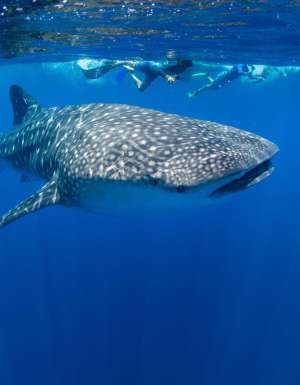 Snorkelling with whale sharks off Christmas Island