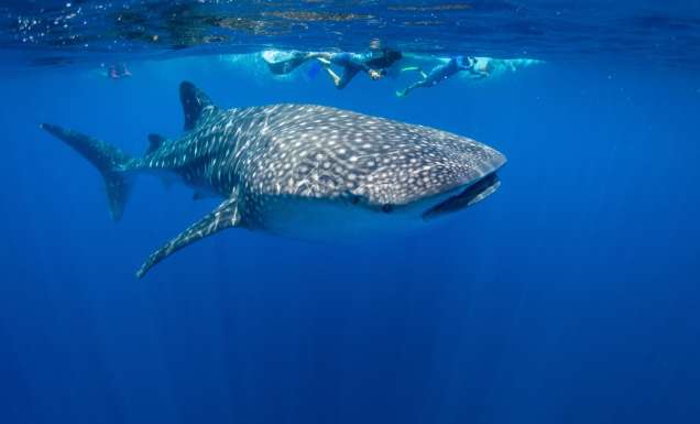 Snorkelling with whale sharks off Christmas Island